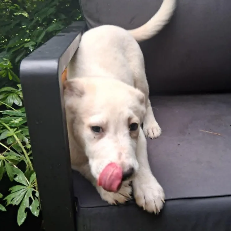Puppy thumbnail 5