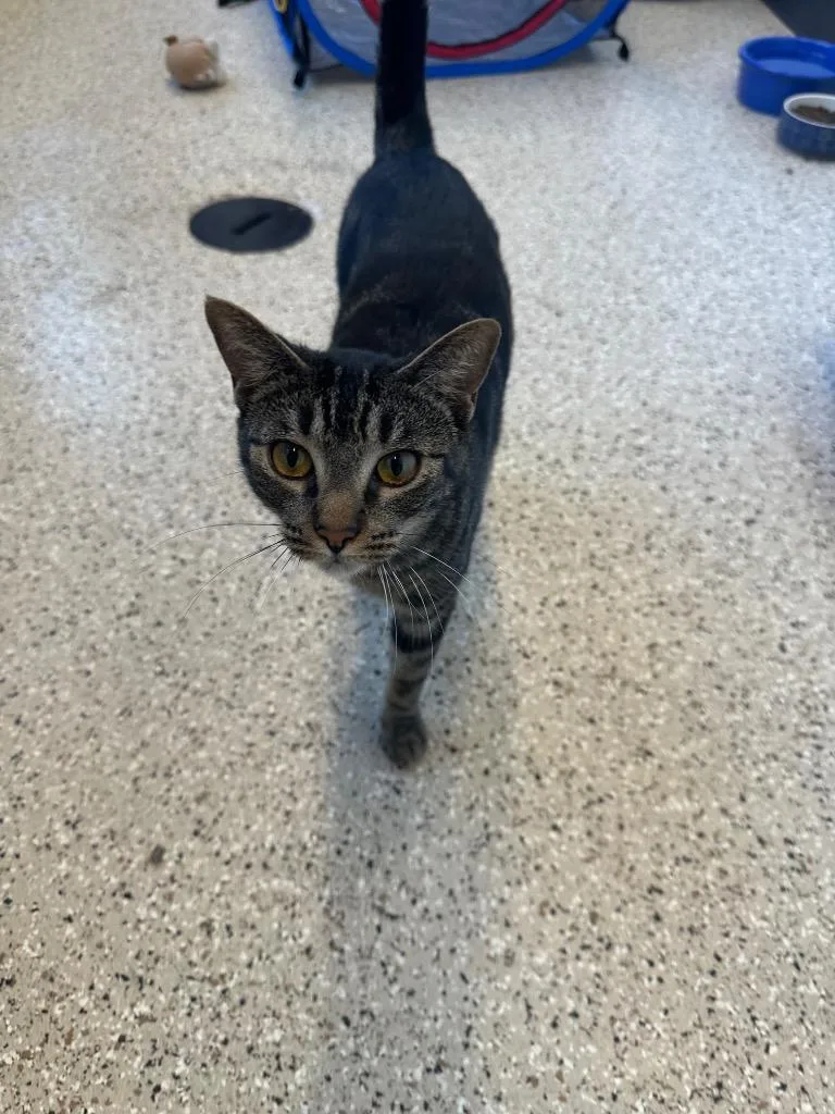 A young medium-sized female Tabby cat named Sharon for adoption in Newberg, OR