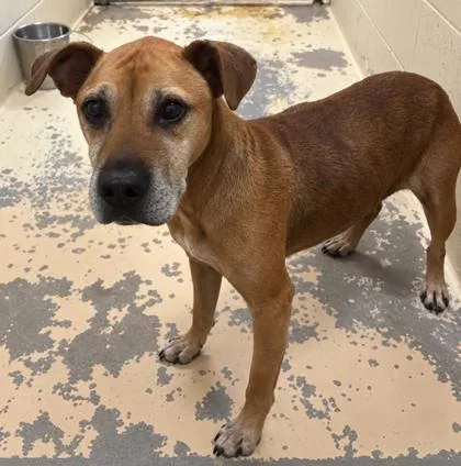 An adult large-sized female Cane Corso dog named Emerson for adoption in West Memphis, AR