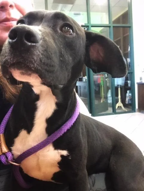 A young medium-sized male Labrador Retriever dog named Levi for adoption in Little Rock, AR