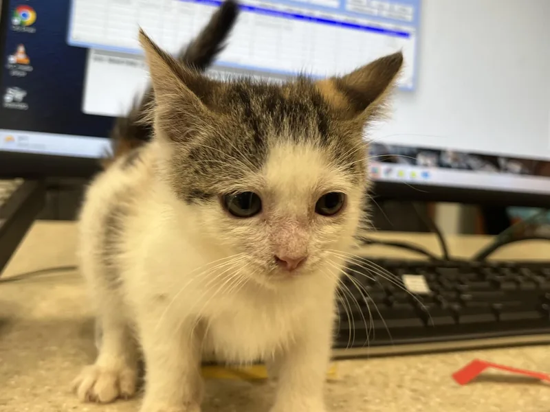 A baby small-sized female Domestic Short Hair cat named Mocha for adoption in San Pedro, CA