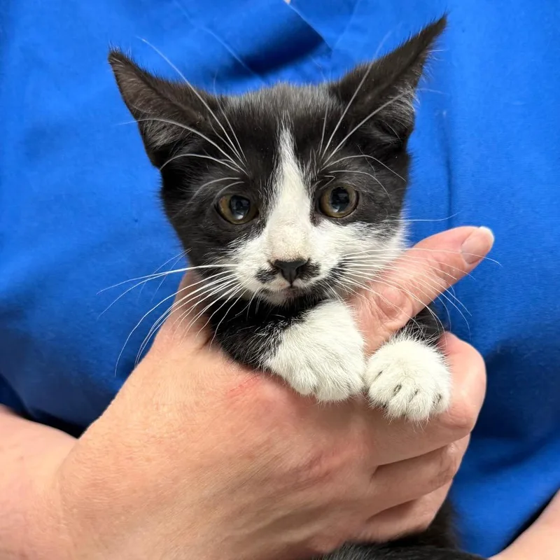 A baby small-sized female Domestic Short Hair cat named Annabelle for adoption in Ewing, NJ