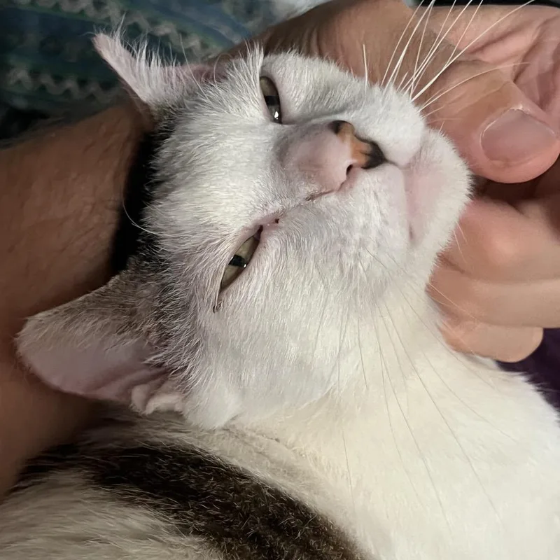 An adult medium-sized male White Domestic Short Hair cat named Chumswick for adoption in Costa Mesa, CA