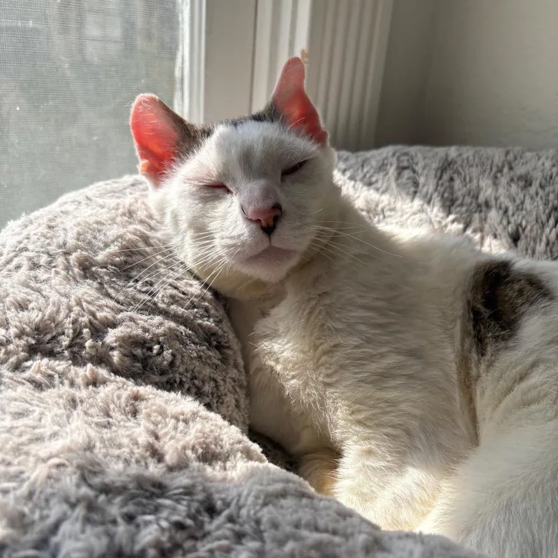 Chumswick thumbnail 4