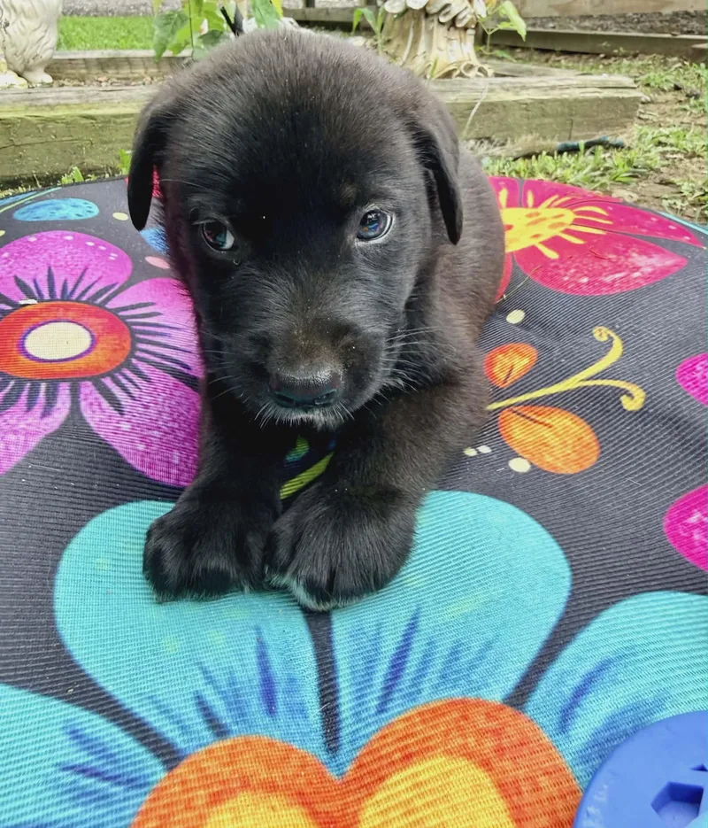 A baby medium-sized male Black Labrador Retriever dog named Jasper Sparkly for adoption in Andover, MA