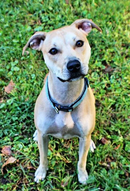 An adult large-sized female Labrador Retriever dog named Wrigley for adoption in Morton Grove, IL