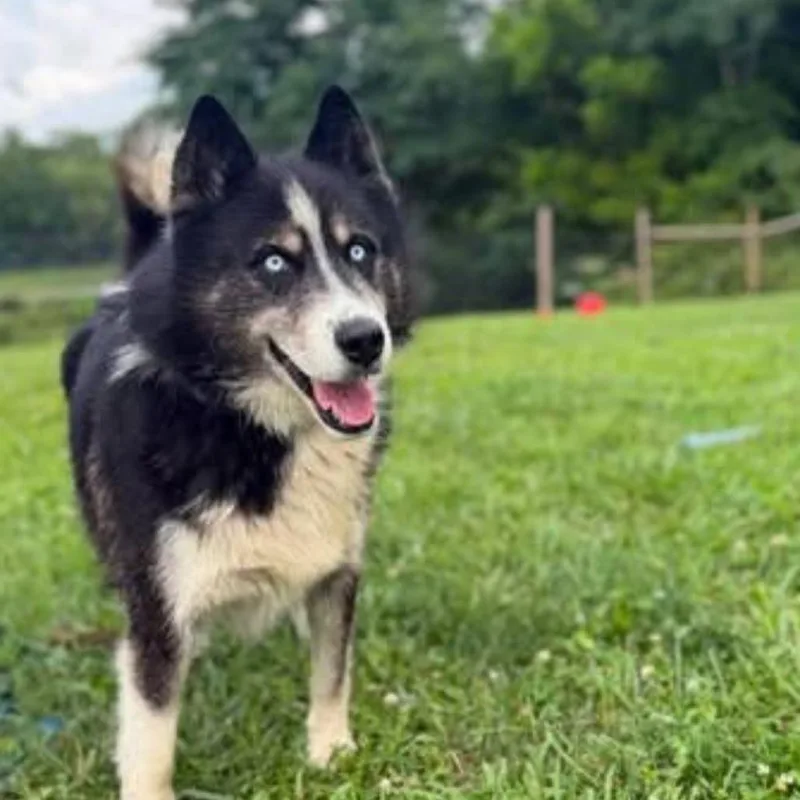An adult large-sized male Black Husky dog named Henry for adoption in Alexandria, VA