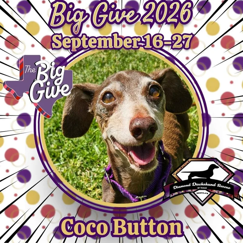 Coco Button thumbnail 2