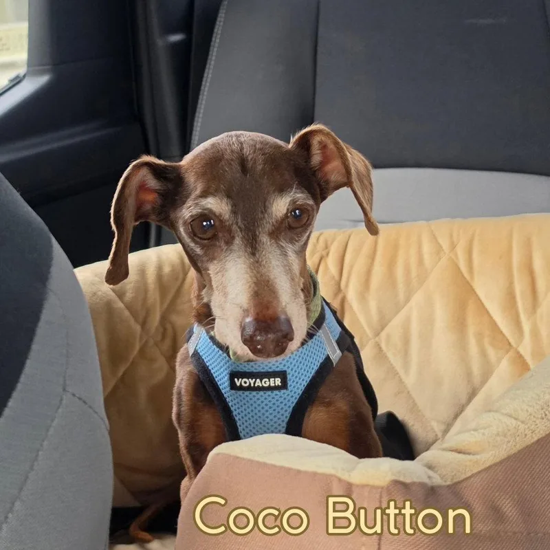 Coco Button thumbnail 3