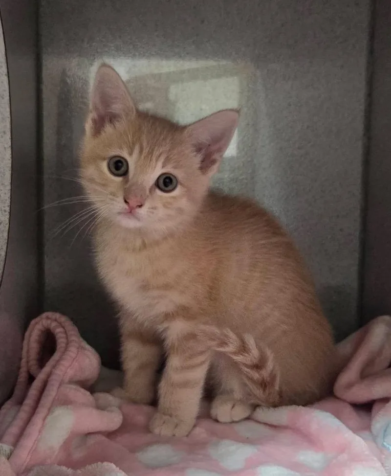 A baby small-sized female Domestic Short Hair cat named Margarita for adoption in Liverpool, NY