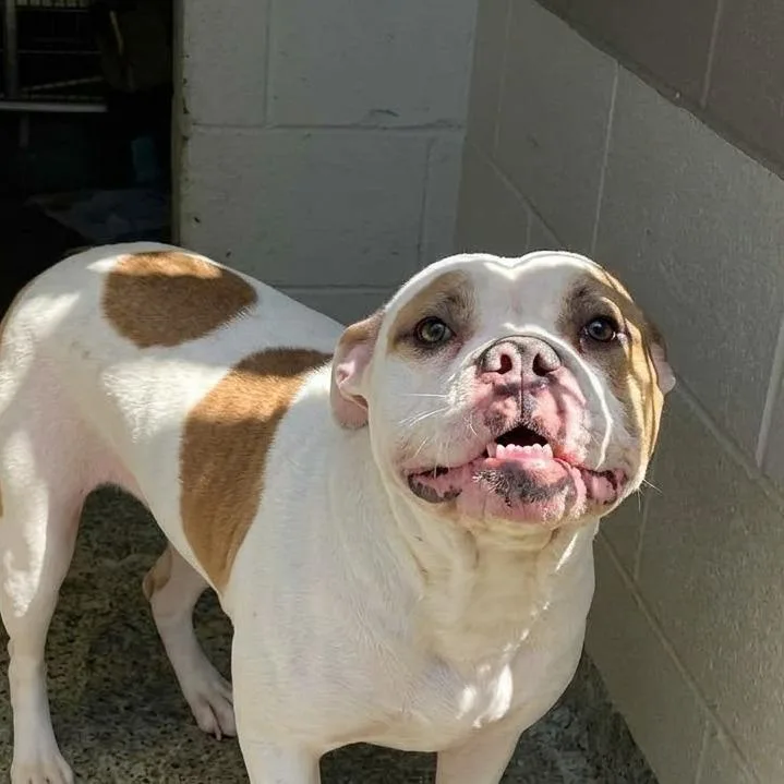 An adult medium-sized female White / Cream Mixed Breed dog named Sky for adoption in Jeffersonville, IN