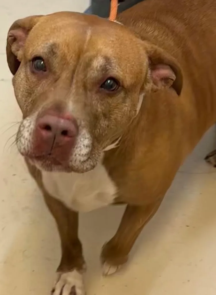 An adult large-sized female Pit Bull Terrier dog named Junie for adoption in Elizabethton, TN