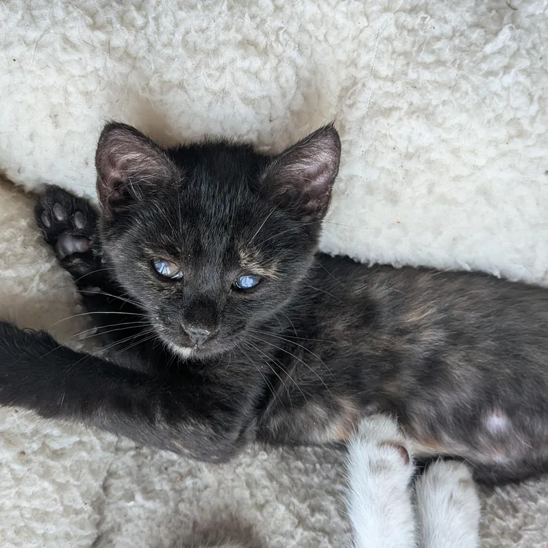 A baby medium-sized female Tortoiseshell cat named Shelly for adoption in Wilmington, NC
