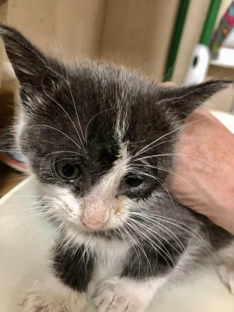 Pigeon K thumbnail 2