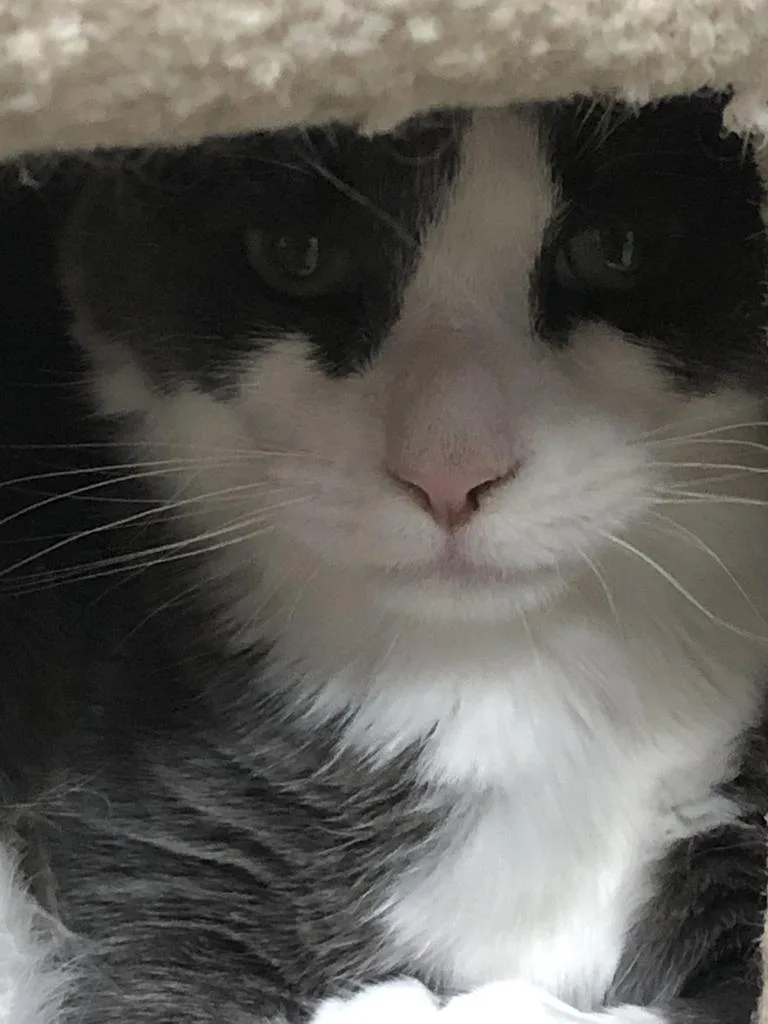 Pigeon K thumbnail 4