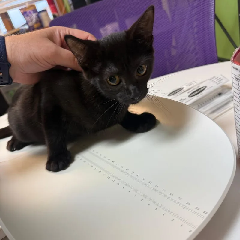 A baby small-sized female Domestic Short Hair cat named When? for adoption in Emporia, KS