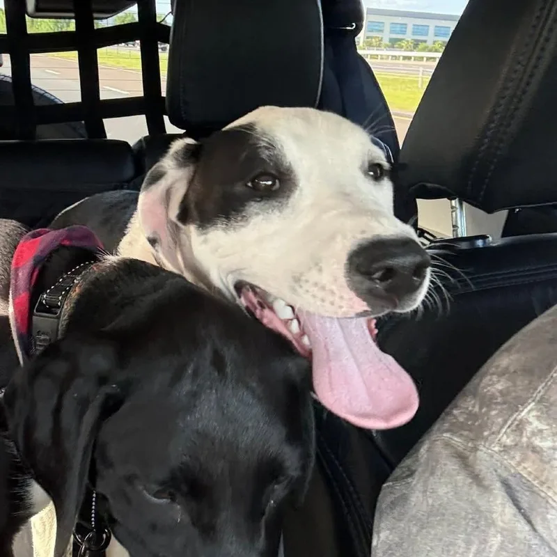 A young medium-sized female White / Cream German Shorthaired Pointer dog named Rudolph for adoption in Tampa, FL