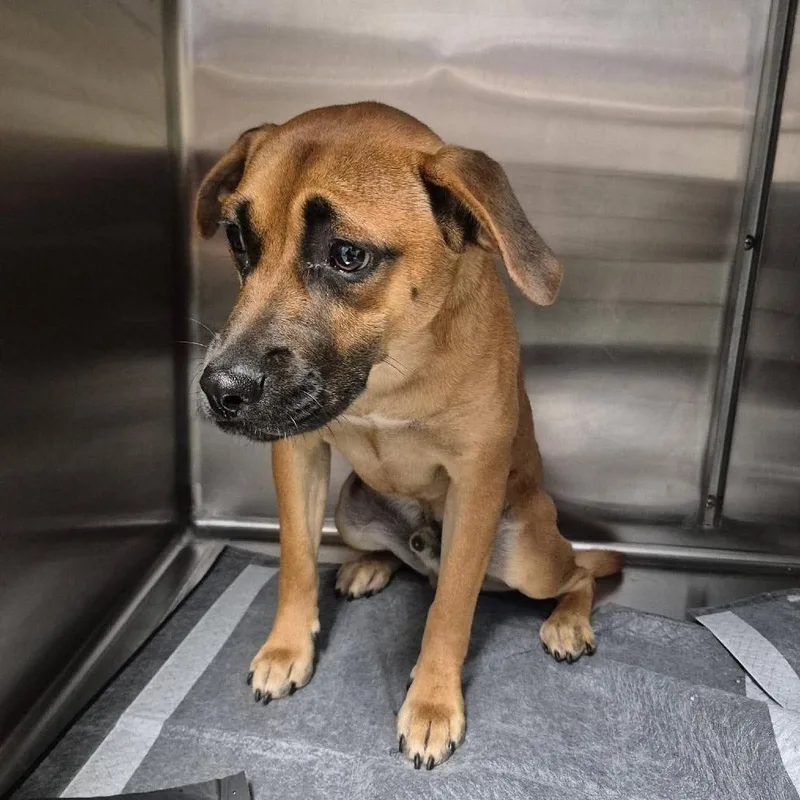A young medium-sized male Yellow / Tan / Blond / Fawn Pug dog named Cal for adoption in Bastrop, TX