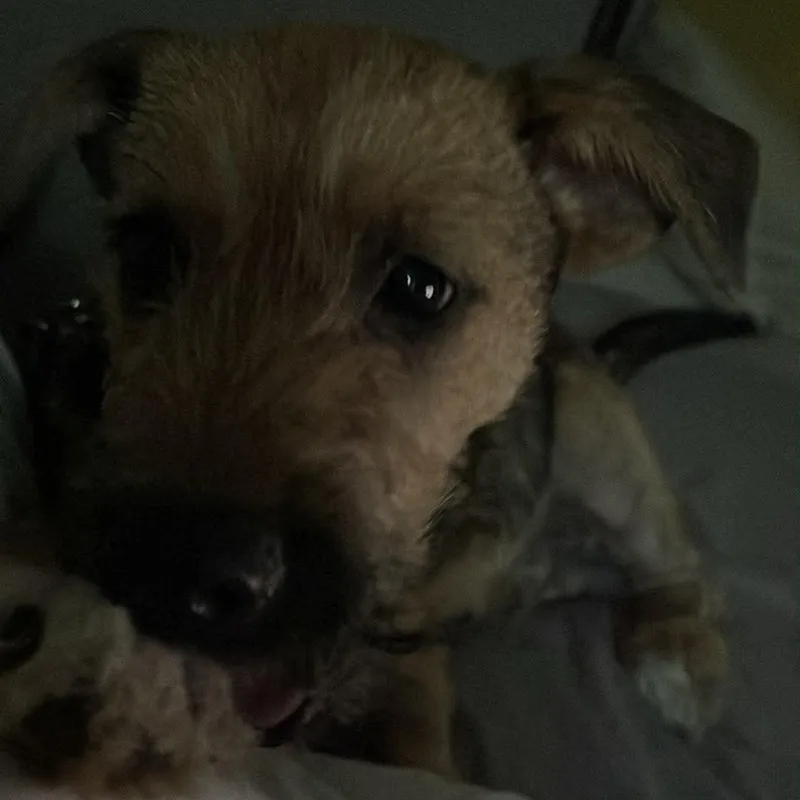 Gus thumbnail 3