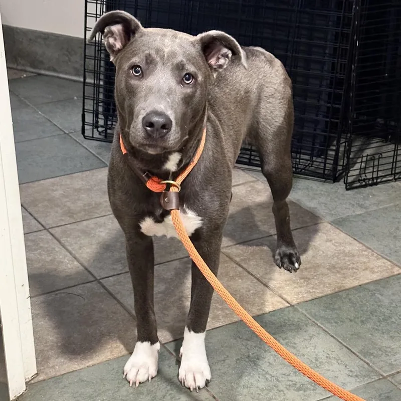 An adult medium-sized female Gray / Blue / Silver Mixed Breed dog named Shania Twain for adoption in Chattanooga, TN