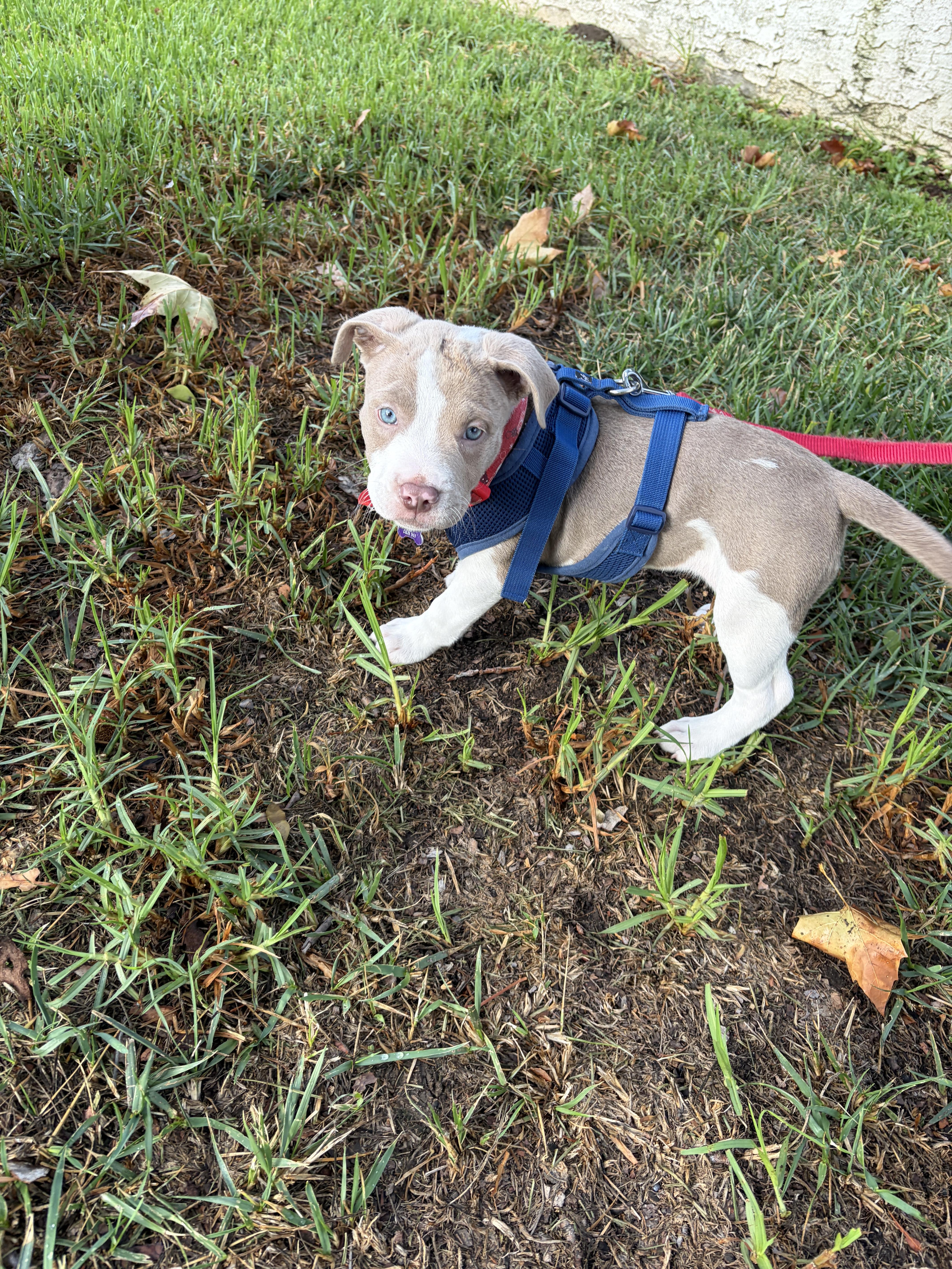 A baby small-sized female Pit Bull Terrier dog named Candace Candy pup sweet for adoption in Hermosa Beach, CA