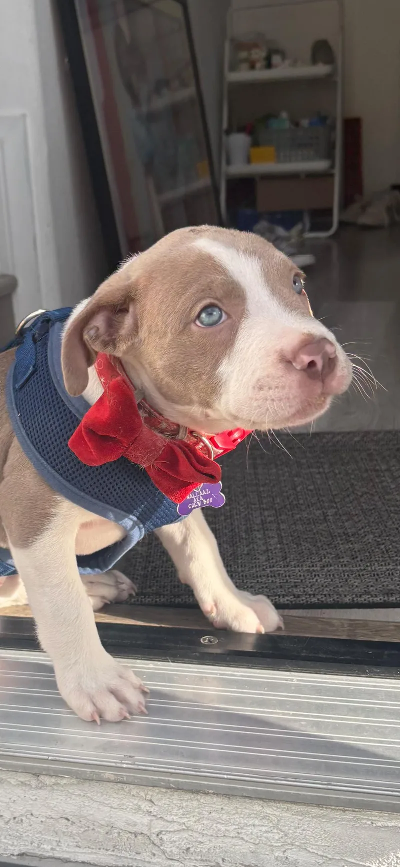 Candace Candy pup sweet thumbnail 3