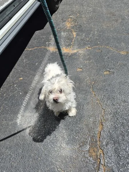 A senior small-sized female Shih Tzu dog named Pen Princess for adoption in Lawrenceville, GA