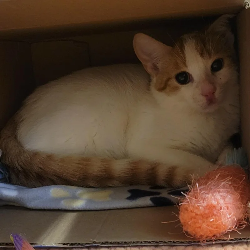 A young medium-sized female White Domestic Short Hair cat named Tilly for adoption in Wheeling, IL