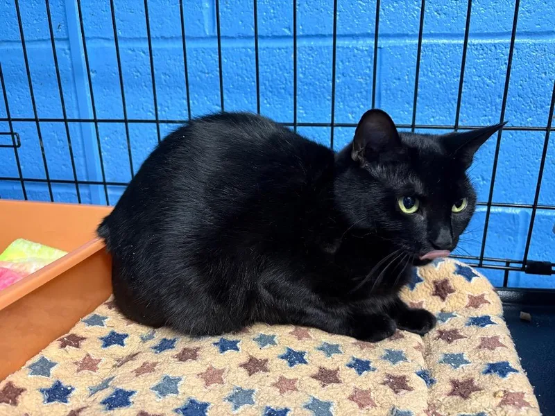 A young medium-sized female Domestic Short Hair cat named Lotus for adoption in Ellijay, GA