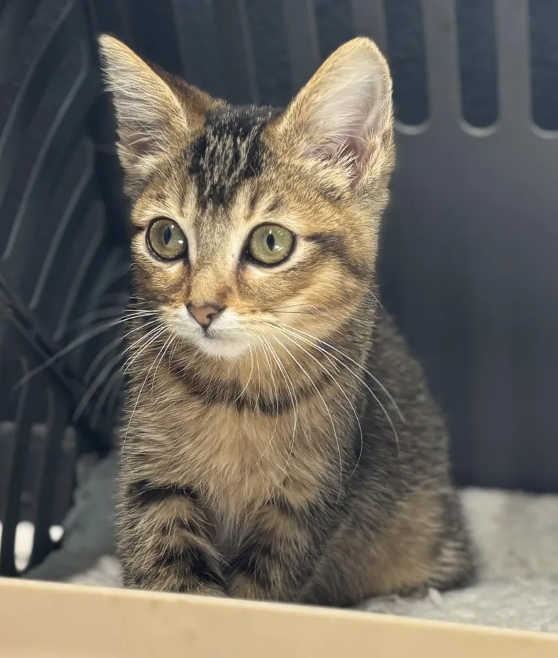 Bub Junior thumbnail 2