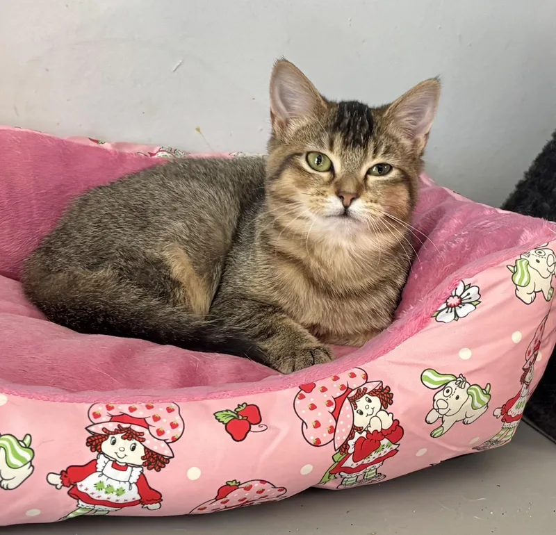 Bub Junior thumbnail 3