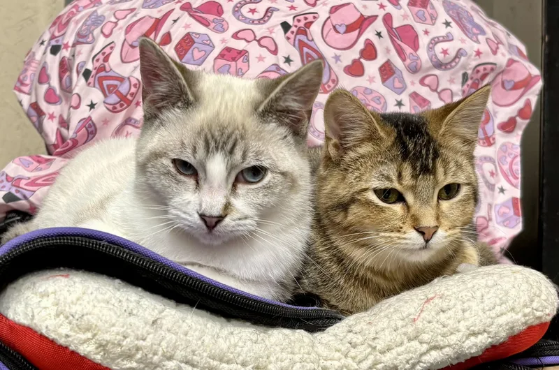 Bub Junior thumbnail 4