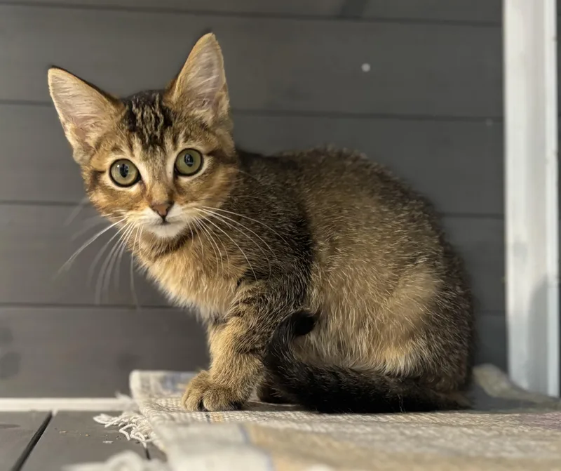 Bub Junior thumbnail 5