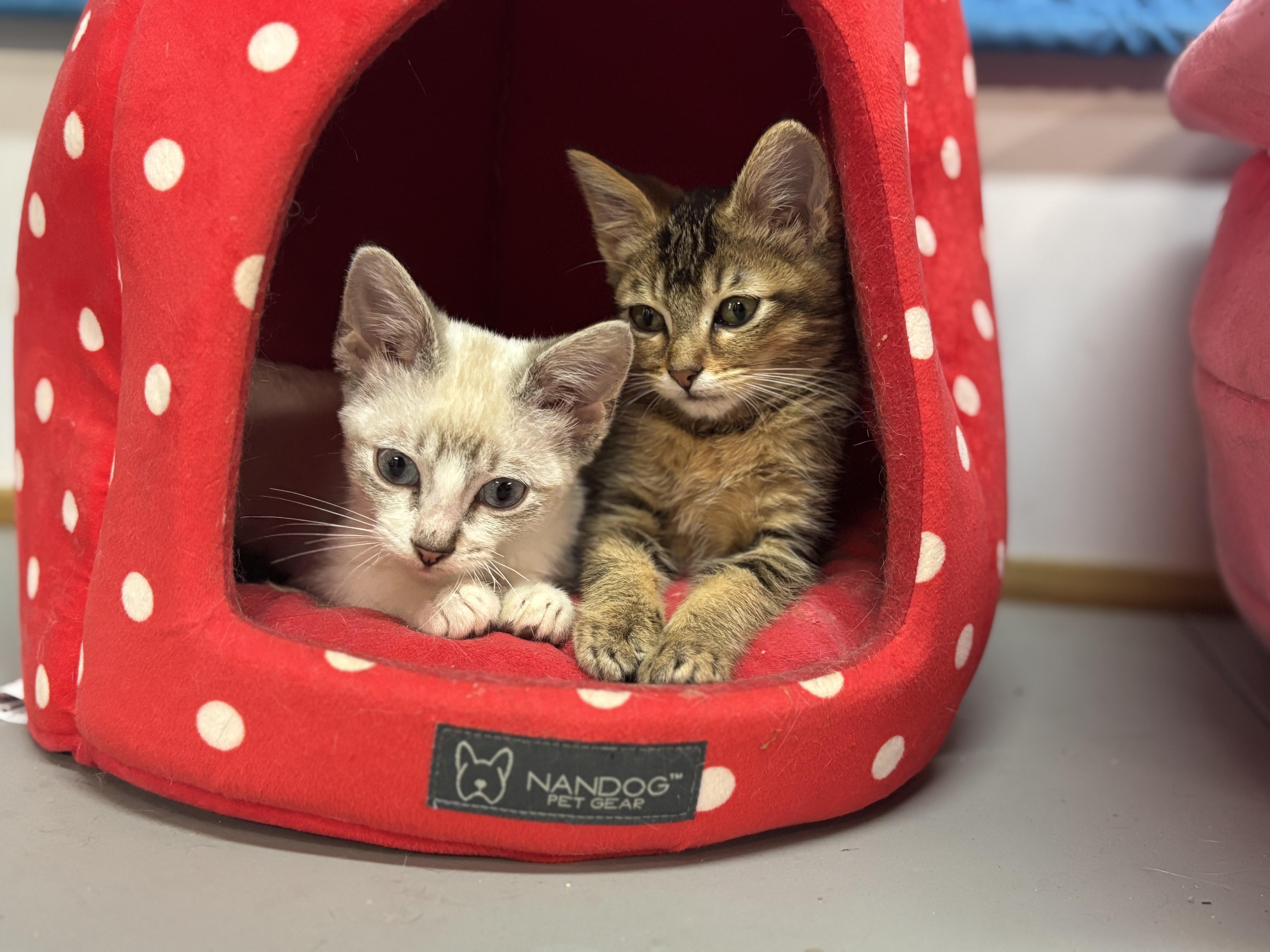 Bub Junior thumbnail 6