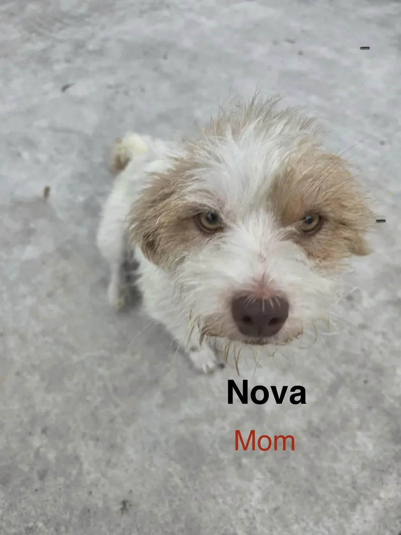 An adult small-sized female Terrier dog named Nova for adoption in Gainesville, VA