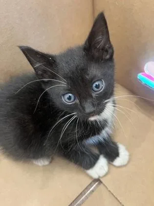 A young small-sized male Domestic Short Hair cat named Paul for adoption in Baton Rouge, LA