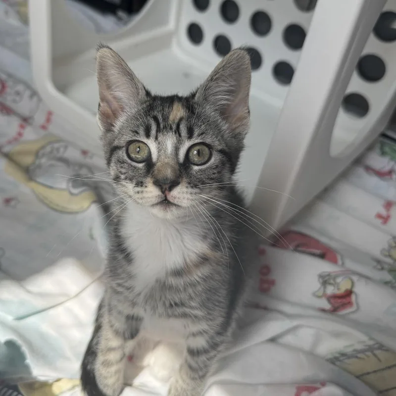 A baby small-sized female Calico Domestic Short Hair cat named Velma for adoption in Wilmington, DE