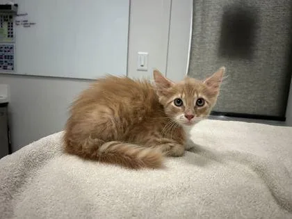 A baby small-sized male Buff / Tan / Fawn Domestic Long Hair cat named Ryan Blaney for adoption in Kansas City, MO