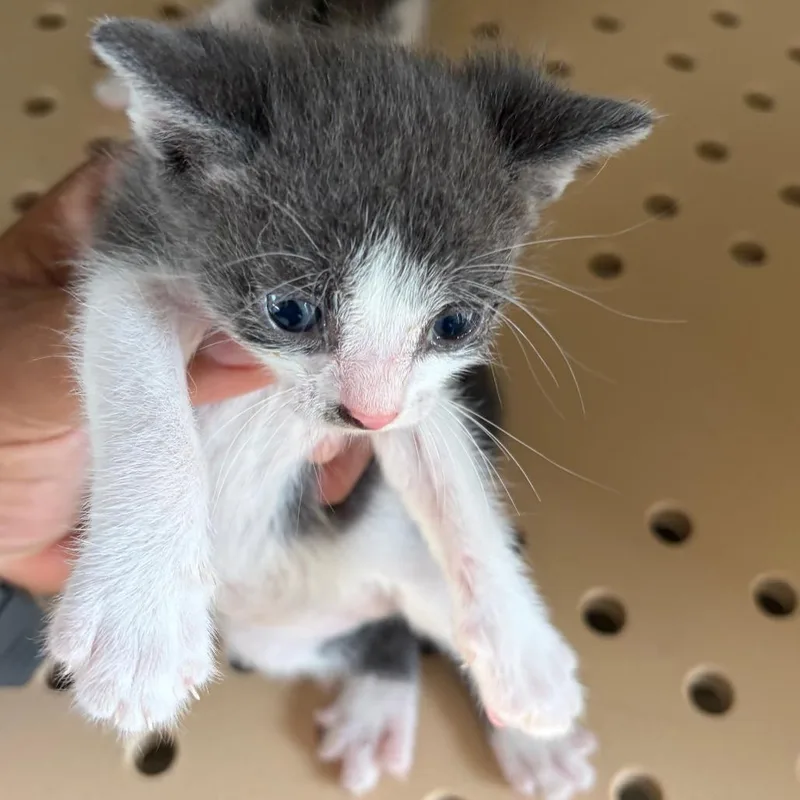 A baby small-sized male Domestic Short Hair cat named Archer A for adoption in Edinburg, TX