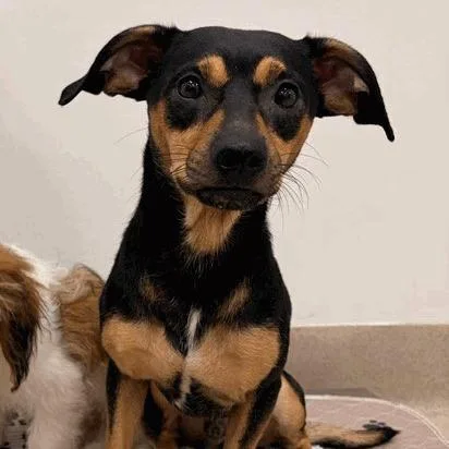 An adult small-sized male Black Dachshund dog named Elias for adoption in Houston, TX