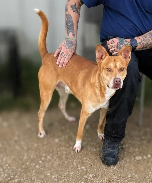 A young medium-sized male Red / Chestnut / Orange Carolina Dog dog named Spencer for adoption in Wantagh, NY