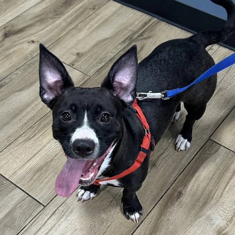 An adult medium-sized female Black Mixed Breed dog named Cookie for adoption in Newark, NJ