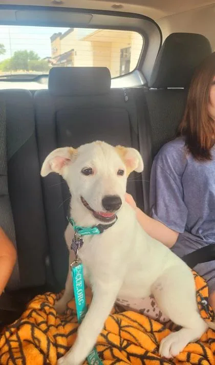A baby medium-sized female Mixed Breed dog named Robin for adoption in Fort Worth, TX