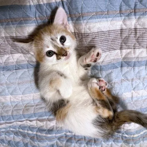 A baby medium-sized female Calico cat named Ellen for adoption in Rutherfordton, NC