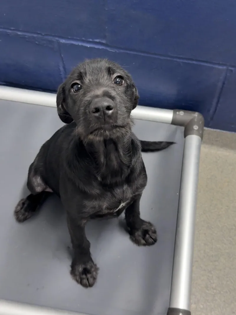 A young medium-sized female Labrador Retriever dog named midnight month AVA for adoption in Sterling, MA