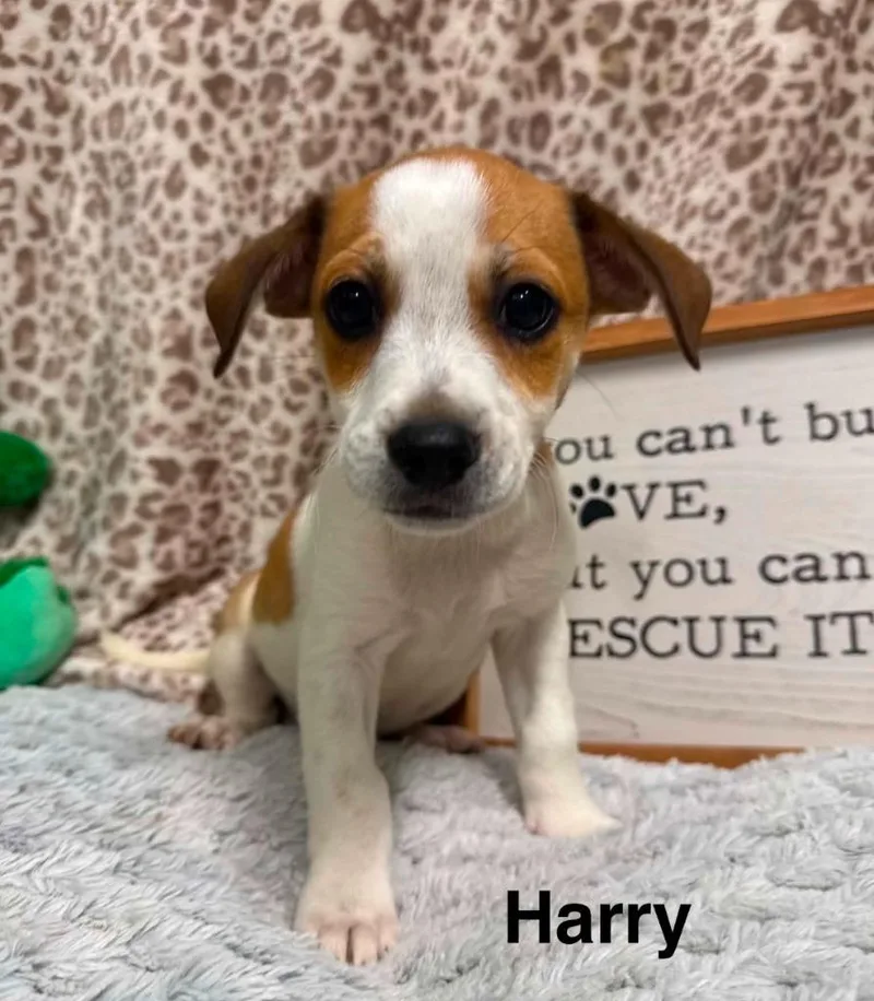 Harry