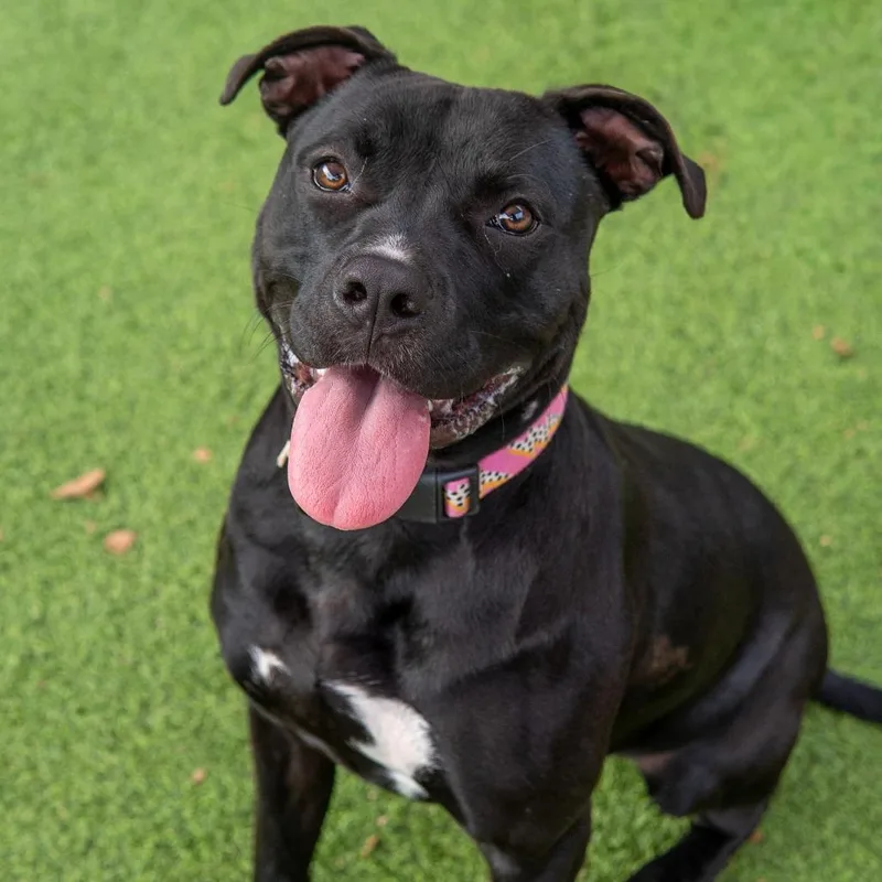 An adult large-sized female Black Pit Bull Terrier dog named Nova for adoption in Gainesville, GA