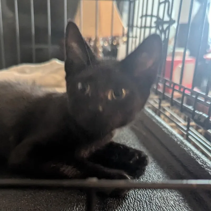 A baby small-sized male Black Domestic Short Hair cat named Sydney for adoption in Wantagh, NY