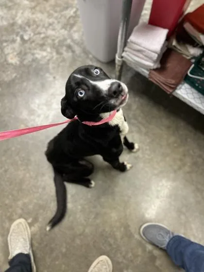 A baby medium-sized male Border Collie dog named Jack for adoption in Paducah, KY