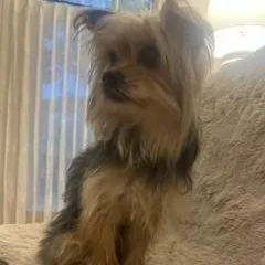 An adult small-sized male Gray / Blue / Silver Yorkshire Terrier dog named Mack for adoption in Tulsa, OK